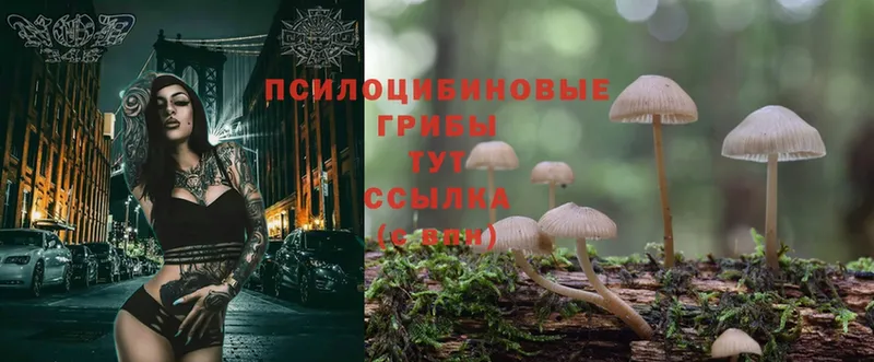 Псилоцибиновые грибы Psilocybe  Ревда 